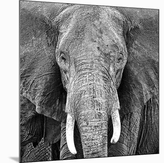 Elephant-null-Mounted Art Print