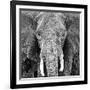 Elephant-null-Framed Art Print