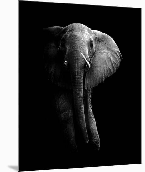 Elephant!-null-Mounted Giclee Print