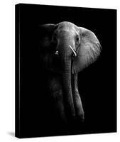 Elephant!-null-Stretched Canvas