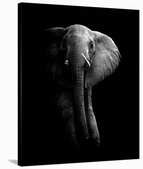 Elephant!-null-Stretched Canvas