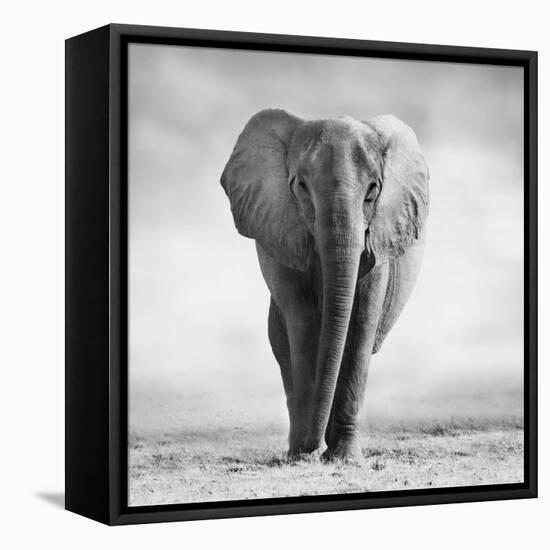 Elephant-Donvanstaden-Framed Stretched Canvas