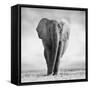 Elephant-Donvanstaden-Framed Stretched Canvas