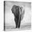 Elephant-Donvanstaden-Stretched Canvas