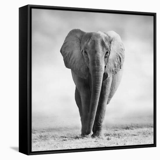 Elephant-Donvanstaden-Framed Stretched Canvas