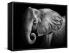 Elephant-Donvanstaden-Framed Stretched Canvas