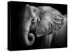 Elephant-Donvanstaden-Stretched Canvas