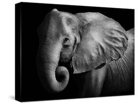 Elephant-Donvanstaden-Stretched Canvas