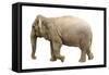 Elephant-null-Framed Stretched Canvas