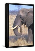 Elephant-null-Framed Stretched Canvas