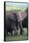 Elephant-DLILLC-Framed Stretched Canvas