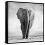 Elephant-Donvanstaden-Framed Stretched Canvas