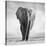 Elephant-Donvanstaden-Stretched Canvas