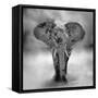 Elephant-byrdyak-Framed Stretched Canvas