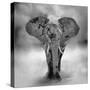 Elephant-byrdyak-Stretched Canvas
