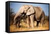 Elephant-MJO Photo-Framed Stretched Canvas