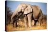 Elephant-MJO Photo-Stretched Canvas
