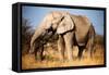 Elephant-MJO Photo-Framed Stretched Canvas