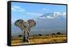 Elephant-byrdyak-Framed Stretched Canvas