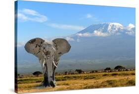 Elephant-byrdyak-Stretched Canvas