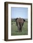 Elephant-DLILLC-Framed Photographic Print