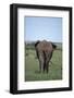 Elephant-DLILLC-Framed Photographic Print