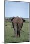 Elephant-DLILLC-Mounted Photographic Print