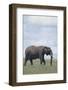 Elephant-DLILLC-Framed Photographic Print