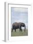 Elephant-DLILLC-Framed Photographic Print