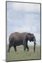 Elephant-DLILLC-Mounted Photographic Print