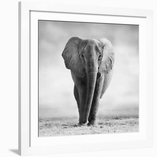 Elephant-Donvanstaden-Framed Photographic Print