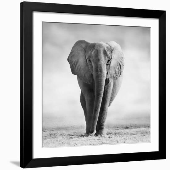 Elephant-Donvanstaden-Framed Photographic Print