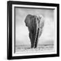 Elephant-Donvanstaden-Framed Photographic Print