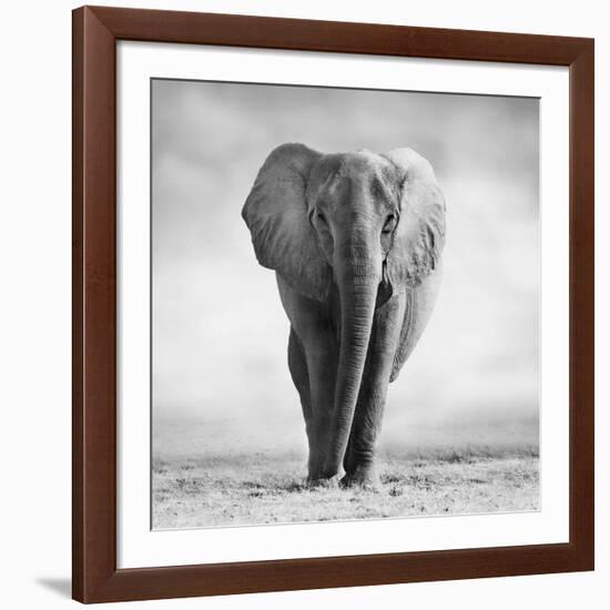 Elephant-Donvanstaden-Framed Photographic Print