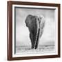 Elephant-Donvanstaden-Framed Photographic Print