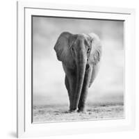 Elephant-Donvanstaden-Framed Photographic Print