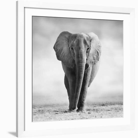 Elephant-Donvanstaden-Framed Photographic Print