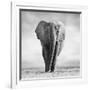 Elephant-Donvanstaden-Framed Photographic Print