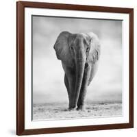 Elephant-Donvanstaden-Framed Photographic Print