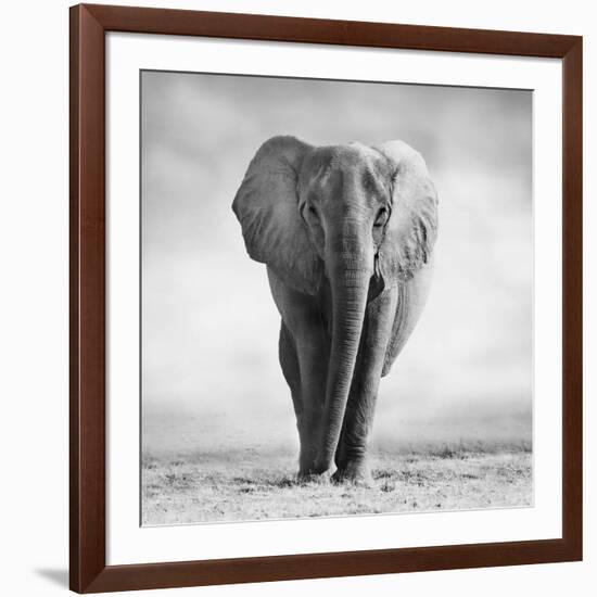 Elephant-Donvanstaden-Framed Photographic Print