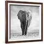 Elephant-Donvanstaden-Framed Photographic Print