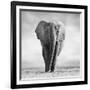 Elephant-Donvanstaden-Framed Photographic Print