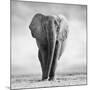 Elephant-Donvanstaden-Mounted Photographic Print