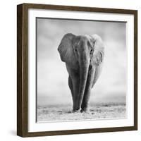 Elephant-Donvanstaden-Framed Photographic Print