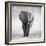 Elephant-Donvanstaden-Framed Photographic Print