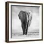 Elephant-Donvanstaden-Framed Photographic Print