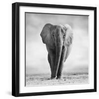 Elephant-Donvanstaden-Framed Photographic Print