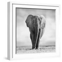 Elephant-Donvanstaden-Framed Photographic Print