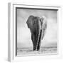 Elephant-Donvanstaden-Framed Photographic Print