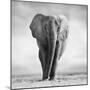 Elephant-Donvanstaden-Mounted Photographic Print